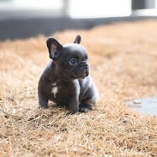 Come to visit our family raised bulldog puppies today. Smokey Blue French Bulldog