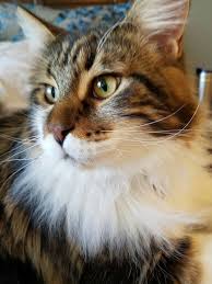 We answer all these questions and more in our. Pin On Maine Coon Cats