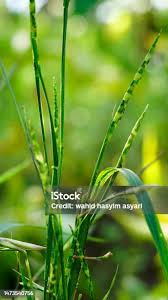 Image result for Rottboellia cochinchinensis