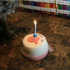 You can reserve this cake for a special occasion. Organic Catnip And Tuna Or Chicken Cat Birthday Fish Cake Pampered Paw Gifts