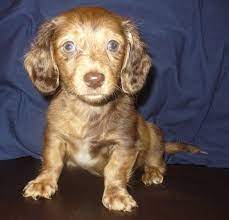 4 Miniature Dachshund Pups Left For Sale For Sale In Drayton Valley Alberta Your Pet For Sale