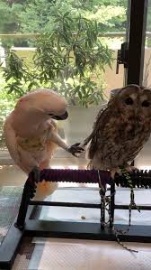 Fellow Birb Doesn T Understand Personal Space Video Cute Animals Cute Baby Animals Animals