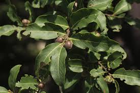 Image result for Diospyros mespiliformis