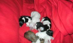 Find havanese puppies and dogs for adoption today! Havanese Puppies Price 850 For Sale In Shamong New Jersey Best Pets Online