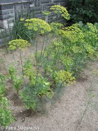 Image result for Anethum graveolens