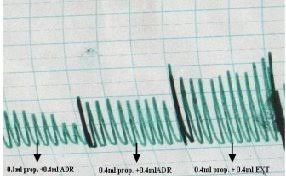 Image result for Indigofera pulchra