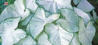 Gambar terkait dengan gambar bunga bunga dan namanya. 8 Aneka Jenis Bunga Keladi Putih Beserta Namanya Tanaman Hias Jakarta