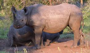 Image result for Limosella capensis