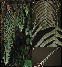 Image result for Lellingeria