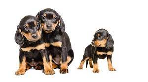 Runt definition, an animal that is small or stunted as compared with others of its kind. The Runt Of The Litter Cobalt Completes Lithium Ion Trifecta