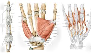 Finger Bander Hand Muskeln Diagram Quizlet