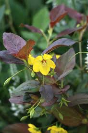 リシマキア ファイヤー クラッカー