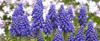 We did not find results for: Flower Photos Shibumo