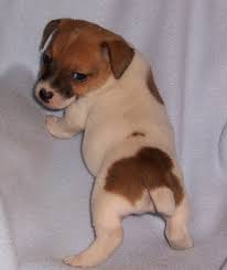 Jack Russell Pup Newborn Puppies Jack Russell Puppies Jack Russell Terrier