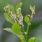 Image result for Toddalia crenulata