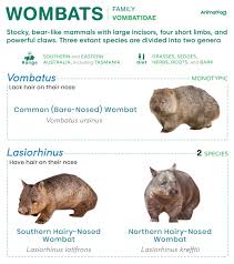 Image result for Southern hairy-nosed wombat