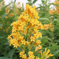 Image result for Cestrum