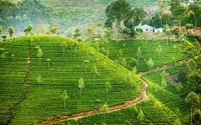 Download, share or upload your own one! 23 Tea Plantation Hd Wallpapers Background Images Wallpaper Abyss