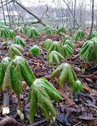 Image result for Podophyllum  peltatum