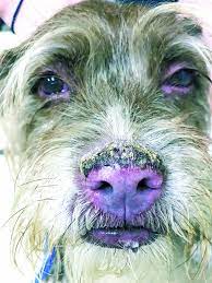Steroids For Dogs Pros Cons Whole Dog Journal