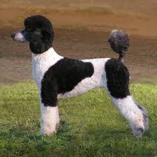 Black And White Standard Poodle Puppies For Sale Pin By Michelle Rokke On Le Standard Poodles Poodle Dog Poodle Puppy Parti Poodle