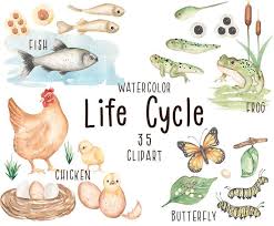 Animal Life Cycle Clipart Watercolor Chicken Fish Frog Etsy Animal Life Cycles Clip Art Watercolor Printable Art