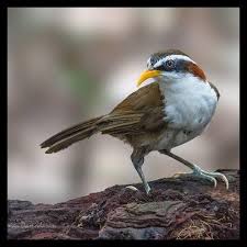 Burung kopi kopi atau cucak kopi gacor, suara hampir mirip perkutut, jadi kalo menurut saya kurang cocok buat masteran burung. Jual Terlaris Burung Cucak Kopi Kopi Bukan Wambi Mandarin Di Lapak Sunrise Store Bukalapak