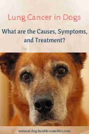 According to scientists, the average lifespan of those dogs is about 2 to 3 months. Lung Cancer In Dogs Symptoms Causes Treatment