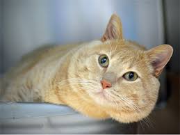 What My Friends At Ohs Say About Me Cheek And Chin Scratches Make Me So Happy I May Enjoy Casually Batting At A T Cat Having Kittens Cats And Kittens Cats