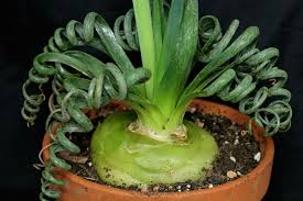 We did not find results for: Albuca Spiralis Frizzle Sizzle