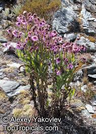 Image result for Senecio sp.no.1