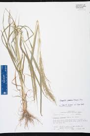 Image result for Eragrostis japonica