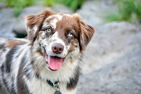 The mini australian shepherd is an australian shepherd in a smaller package. Australian Shepherd Aussie Dog Breed Information Characteristics Daily Paws