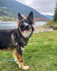 Even Though Brodie Got His Face Disfigured As A Puppy By His Mother Today He S About To Become A Therapy Dog Bored Panda In 2020 Therapy Dogs Puppies Dogs