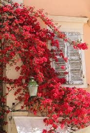 Zero Hour Flower Aesthetic Pretty Flowers Beautiful Flowers