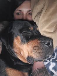 Rottweiler injury prevention and recovery tips
