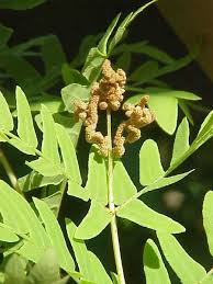 Image result for Osmunda regalis
