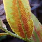 Image result for Blechnum tabulare