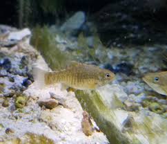 Fish Id Please Hair Algae Eater Reef Central Online