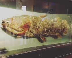 Ikan Purba Coelacanth Fosil Hidup Di Perairan Sulawesi Indonesia