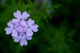 Image result for Plumbaginaceae