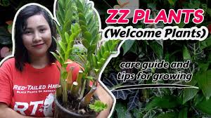 Hydroponics is the technique of growing plants in the nutrient solution, sand, liquid hydroponically techniques not only save your money, water, pest control, and watering, it also hustles up the plant�. Zz Plants Complete Care Guide And Tips For Beginners Welcome Plants Zamioculcas Zamiifolia Youtube