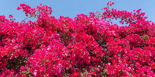 Bougainvillea is an easy plant to grow that offers big rewards. Dubai Garden Centre How To Plant Grow And Prune Bougainvillea