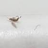 However, for effective springtail elimination, use the pure and not the cosmetic or aroma cedar oil. 1