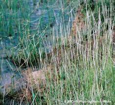 Image result for Sporobolus spicatus