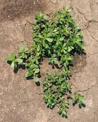 Purslane contains melatonin and magnesium. Common Purslane Portulaca Oleracea Wisconsin Horticulture