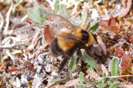 Image result for Bombus hyperboreus