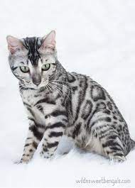 Das günstigste angebot beginnt bei chf 150. One Of Our Beautiful Silver Bengal Queens At Wild N Sweet Bengals Cattery More Photos Of Our Cats And Kittens At Ww Silver Bengal Cat Bengal Kitten Bengal Cat
