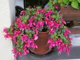 Fuchsia Won T Flower How To Get Fuchsia To Blossom Fuchsia Plant Fuchsia Flowers Fuchsia Plant Care