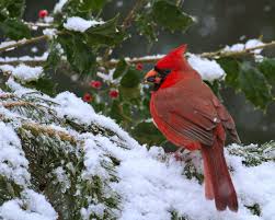 Cardinal Wallpaper Desktop Background Search free cardinal wallpapers on zedge and personalize your phone to suit you. cardinal wallpaper desktop background